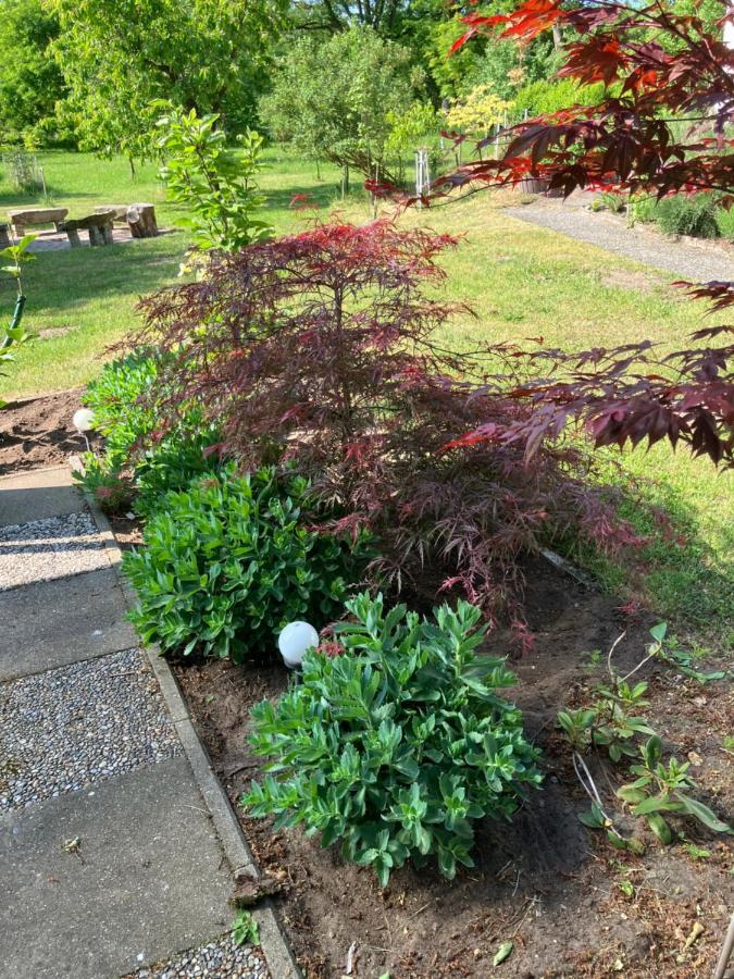Haus Wald Und Wiese Wohnung Wald Ehndorf ภายนอก รูปภาพ
